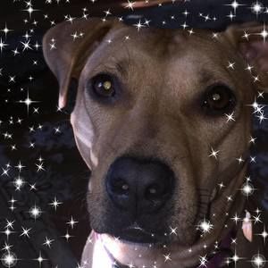 Meet your Posher, Dillan